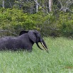 070 LOANGO Riviere Rembo Ngove Elephant Loxodonta africana cyclotis 12E5K2IMG_78653wtmk.jpg